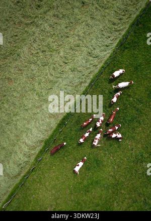 Vista aerea di un branco di mucche pascolano pacificamente sul vibrante pascolo verde, diviso da una linea diagonale da un campo di fieno raccolto, Chavannaz, Au Foto Stock