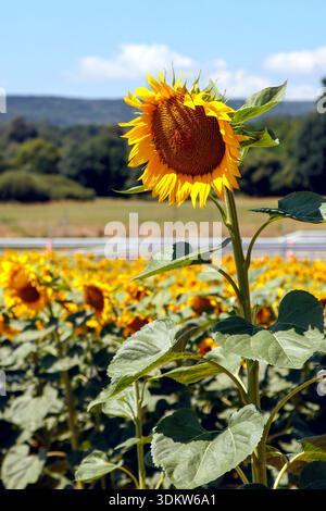 Primo piano di un girasole giallo vibrante con un campo di girasole sfocato e un cielo blu sullo sfondo in una giornata di sole. Foto Stock