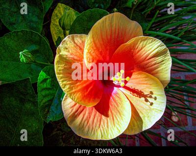 Vivace fiore di arancio e di ibisco rosso in primo piano con petali dettagliati e resistenza contro foglie di verde scuro. Foto Stock