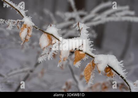 Primo piano di un ramo sottile ricoperto di spessa neve bianca e aghi hoarfrost. Vista dettagliata del ramo del faggio di Snow-Laden con foglie congelate. Foto Stock