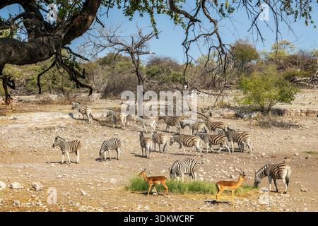 Branco di zebre di montagna e antilopi di impala , safari faunistico e game drive in Namibia, Africa Foto Stock