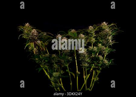 Fiore di marijuana maturo speciale varietà regina con sfondo nero Foto Stock