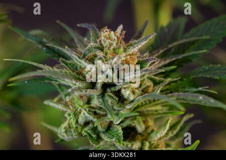 Fiore di marijuana maturo speciale varietà regina con sfondo nero Foto Stock