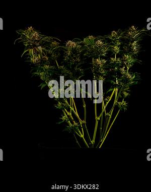 Fiore di marijuana maturo speciale varietà regina con sfondo nero Foto Stock