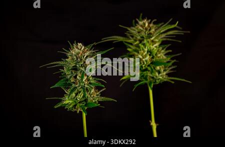 Fiore di marijuana maturo speciale varietà regina con sfondo nero Foto Stock