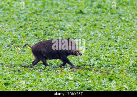 Cinghiale (Sus scrofa) scrofa / femmina che corre su terreni agricoli / campi Foto Stock
