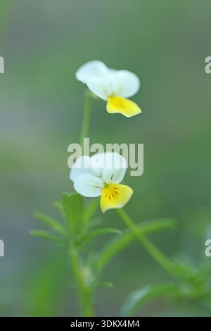 Viola tricolor è un comune fiore selvatico europeo, che cresce come un'annuale o perenne di breve durata. La specie è anche conosciuta come Wild Pansy, Johnny Jump u Foto Stock