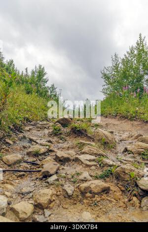 Vista da terra di una ripida e rocciosa pista di montagna che conduce verso l'alto tra vegetazione verde e fiori viola verso una cima nuvolosa. Foto Stock
