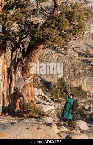 Donna che fotografa un ginepro della Sierra a Olmstead Point, Yosemite National Park, California, Stati Uniti. Foto Stock