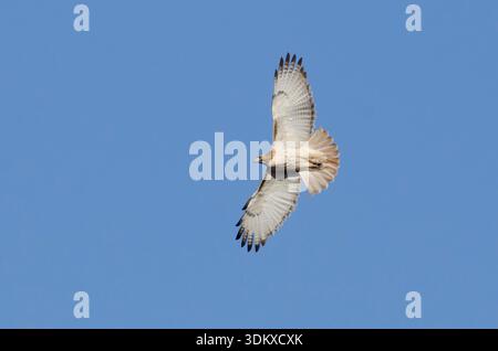 Hawk dalla coda rossa, Buteo jamaicensis, in volo Foto Stock