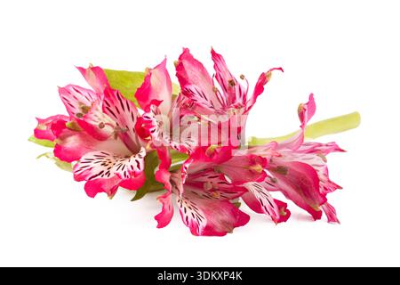 Fiore di Alstroemeria isolato su sfondo bianco Foto Stock