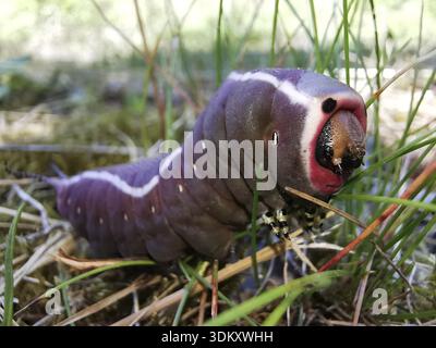 Primo piano di un bruco viola (eruca) della falena del gatto (cerura vinula) con una colorazione sorprendente nell'erba, la foresta della Turingia Foto Stock