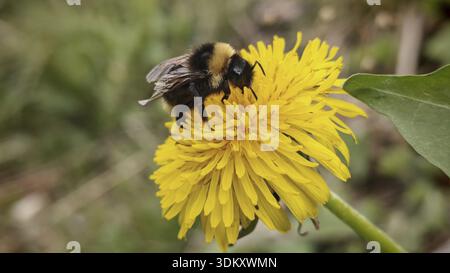 Bumblebee (bombus) seduto su un fiore giallo di dente di leone (taraxacum) in un ambiente estivo, la foresta della Turingia Foto Stock