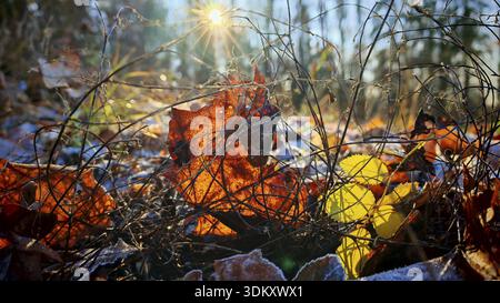 La luce del sole colpisce il suolo ghiacciato con foglie secche e rami complessi, il parco naturale della Foresta Franconica Foto Stock