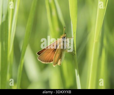 Falena dalla testa marrone "Thymelicus sylvestris" Foto Stock