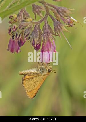 Falena dalla testa marrone "Thymelicus sylvestris" Foto Stock