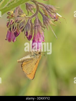 Falena dalla testa marrone "Thymelicus sylvestris" Foto Stock