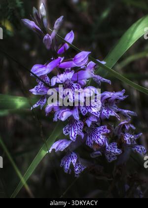 Dactylorhiza selvaggia naturalmente nella campagna greca. Foto botaniche da vicino artistiche che catturano la bellezza dei fiori selvatici greci nativi Foto Stock