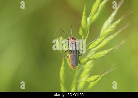 Comune scarabeo molle Cantharis fusca Foto Stock