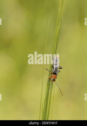 Comune scarabeo molle Cantharis fusca Foto Stock