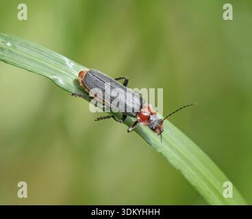 Comune scarabeo molle Cantharis fusca Foto Stock