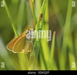 Falena dalla testa marrone "Thymelicus sylvestris" Foto Stock