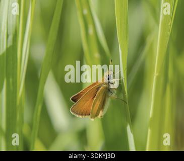 Falena dalla testa marrone "Thymelicus sylvestris" Foto Stock