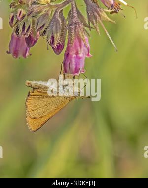 Falena dalla testa marrone "Thymelicus sylvestris" Foto Stock
