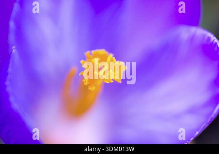 Crocus macro con piccola profondità di campo immagine in viola e giallo Foto Stock