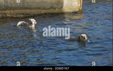 Due cani che nuotano nelle acque blu dell'oceano. Uno dei cani è felice e sembra in discussione, l'altro sembra piuttosto aspro. Potrebbe essere che il secondo cane S Foto Stock