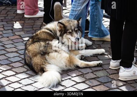 Bel cane tipo husky che riposa pazientemente sul marciapiede durante un affollato evento locale in una storica città italiana Foto Stock