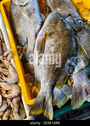 Un vivace colpo dall'alto di pesce intero appena pescato con scaglie scintillanti e un lato di gamberi grigi crudi. I frutti di mare sono tenuti freddi sul ghiaccio in un bricco Foto Stock