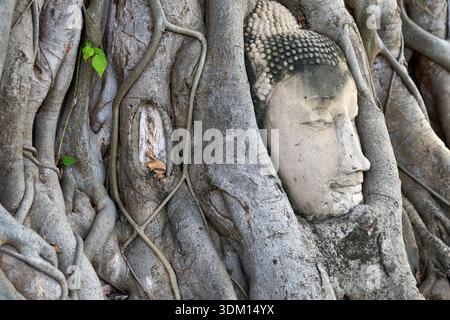 Testa di Buddha intrecciata tra radici di alberi banyan a Wat Mahathat Foto Stock