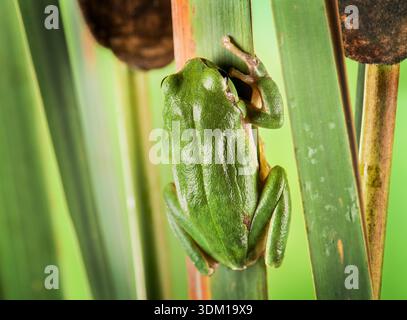 Rana verde Hyla arborea europea, seduta nel fogliame, ben mimetizzata. Foto Stock