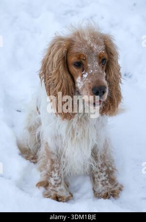 Cocker Spaniel inglese seduto nella neve con la neve sul naso Foto Stock