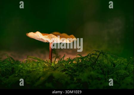 Funghi selvatici singoli che crescono nel pavimento della foresta di Mossy con sfondo verde tenue Foto Stock