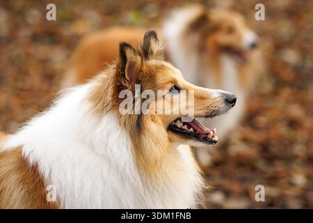 Ritratto del profilo laterale di un morbido cane da pastore delle Shetland con un altro cane sfocato sullo sfondo. Foto Stock