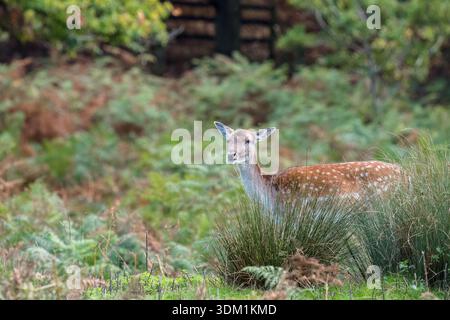 Cervo femmina adulta (Dama dama) che si guarda sulle spalle. Bradgate Park Leicestershire Inghilterra Regno Unito. Settembre 2025 Foto Stock
