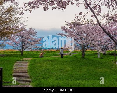 Coppia anziana che scatta foto insieme in un campo d'erba con fiori di ciliegio completamente fioriti Foto Stock