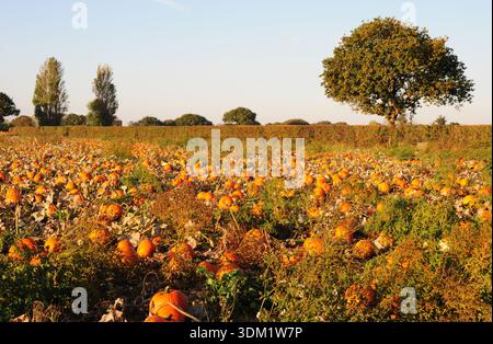 Zucche maturate in un campo. Soleggiata mattina d'autunno. Foto Stock