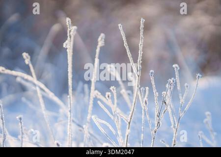 Erbe secche ricoperte di gelo che risplendono alla luce invernale con una profondità di campo ridotta. Delicata gelata di erba selvatica che crea un arioso sfondo invernale. Foto Stock