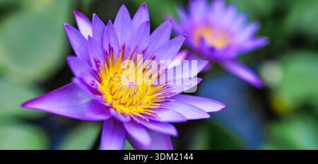 Splendidi fiori di loto di giglio d'acqua viola in piena fioritura. Vibranti fiori acquatici tropicali contro il verde lussureggiante fogliame dello stagno. Esotico macro botanico Foto Stock