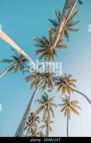 Maestose palme che guardano al caldo cielo dorato del tramonto splendida vista artistica della natura tropicale estiva dall'angolo basso. Sereno all'aperto Foto Stock