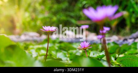 Bellissimi fiori di loto di giglio d'acqua viola in fiore all'aperto, una natura botanica esotica e un giardino con laghetto di bellezza floreale. Giardino rilassante Foto Stock
