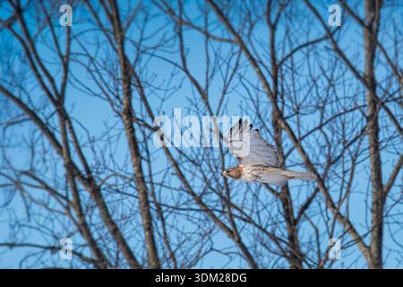 Falco dalla coda rossa vola in basso attraverso gli alberi Foto Stock