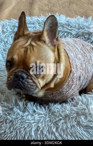 Un bulldog francese indossa un maglione caldo mentre è seduto in un soffice letto per cani. Foto Stock