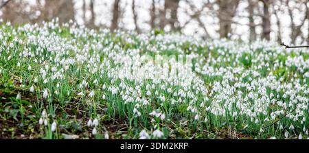 Vista panoramica di un tappeto di nevicate fiorite sul fondo del bosco a Kingston Lacy, Dorset, nel febbraio 2026 Foto Stock