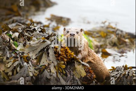 Un giovane cucciolo di lontra europea (Lutra lutra) è vigile sulle alghe costiere, nel Regno Unito. Foto Stock