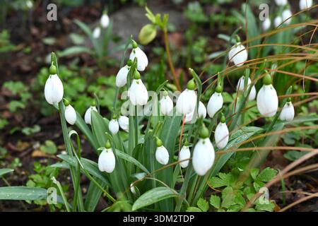 Gigantesche nevicate invernali fiorite bianche, galanthus elwesii UK Garden gennaio Foto Stock
