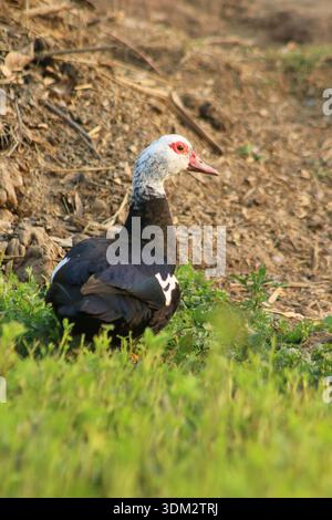 Anatra moscovita in piedi su erba verde in un habitat rurale naturale, ritratto ravvicinato di uccelli selvatici con caruncoli facciali rossi Foto Stock